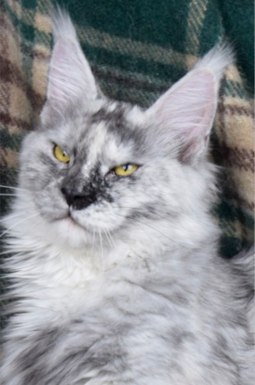 BLACK SMOKE TORTIE MAINE COON CAT BLACK SMOKE TORTIE MAINE COON CAT