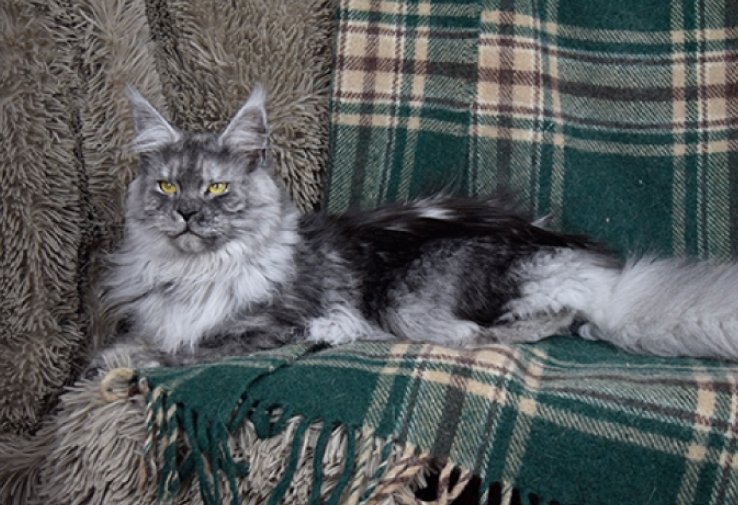 Yellowstonecoon Maine Coon Cattery parentage