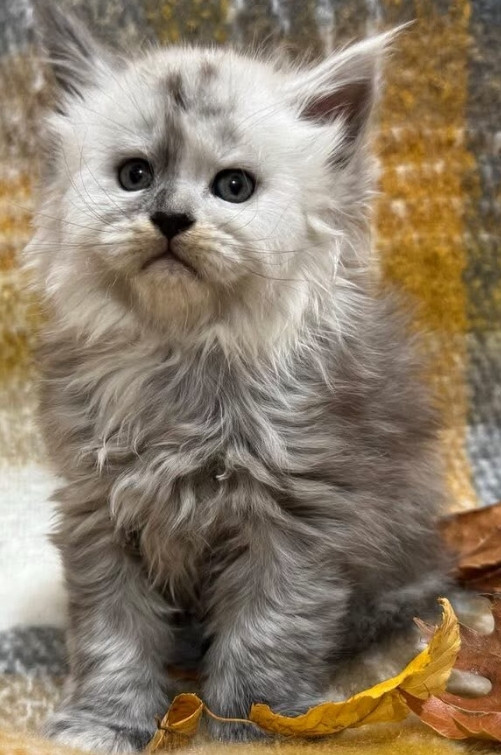 Yellowstonecoon Maine Coon kittens