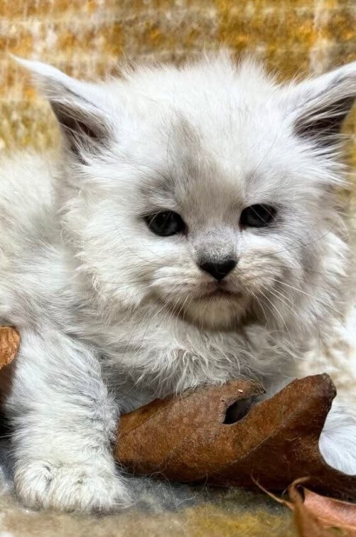 Yellowstonecoon Maine Coon kittens